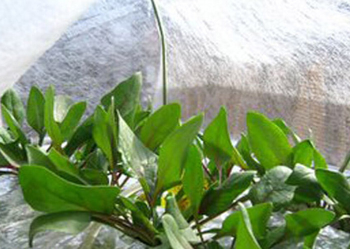 3% Anti-UV Agriculture Biodegradable Agriculture Non Woven Cover PP Non Woven