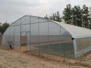 Quality Galvanized Frame PE Film Greenhouse , Hoop Tunnel Greenhouse CE Approved wholesale
