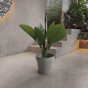 Quality Vibrant Eco Friendly Plastic Garden Pots Waterproof 250*175*230MM wholesale