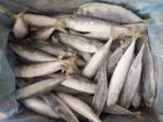 IQF BQF Whole Round Pacific Mackerel Frozen Fish