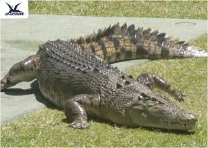 Quality Water Park Simulation Life Size Animatronic Animal Realistic Crocodile Models wholesale
