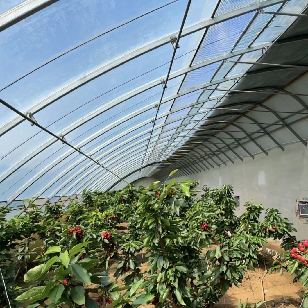 Tomato and Cucumber Growing Sunlight Greenhouse Solution