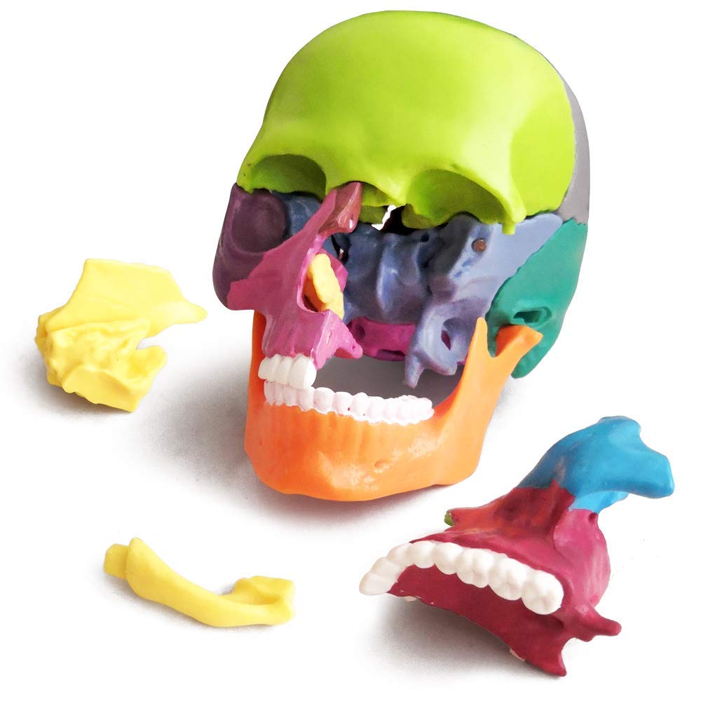 Verisimilitude Accurate Color Flexible Medical Dental Clinic Teaching Equipment 15 Pieces Exploded Head Bone Model