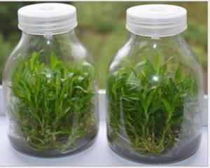 Quality plant tissue culture glass jar with plastic cap wholesale