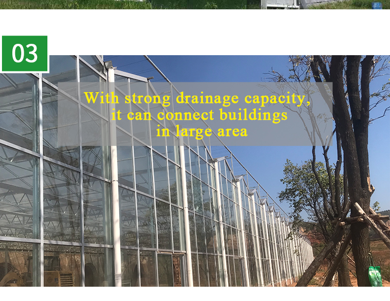 Large Glass Covered Garden Greenhouses for Versatile Planting Options