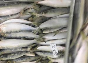 Quality BQF Fresh Frozen Sardines wholesale