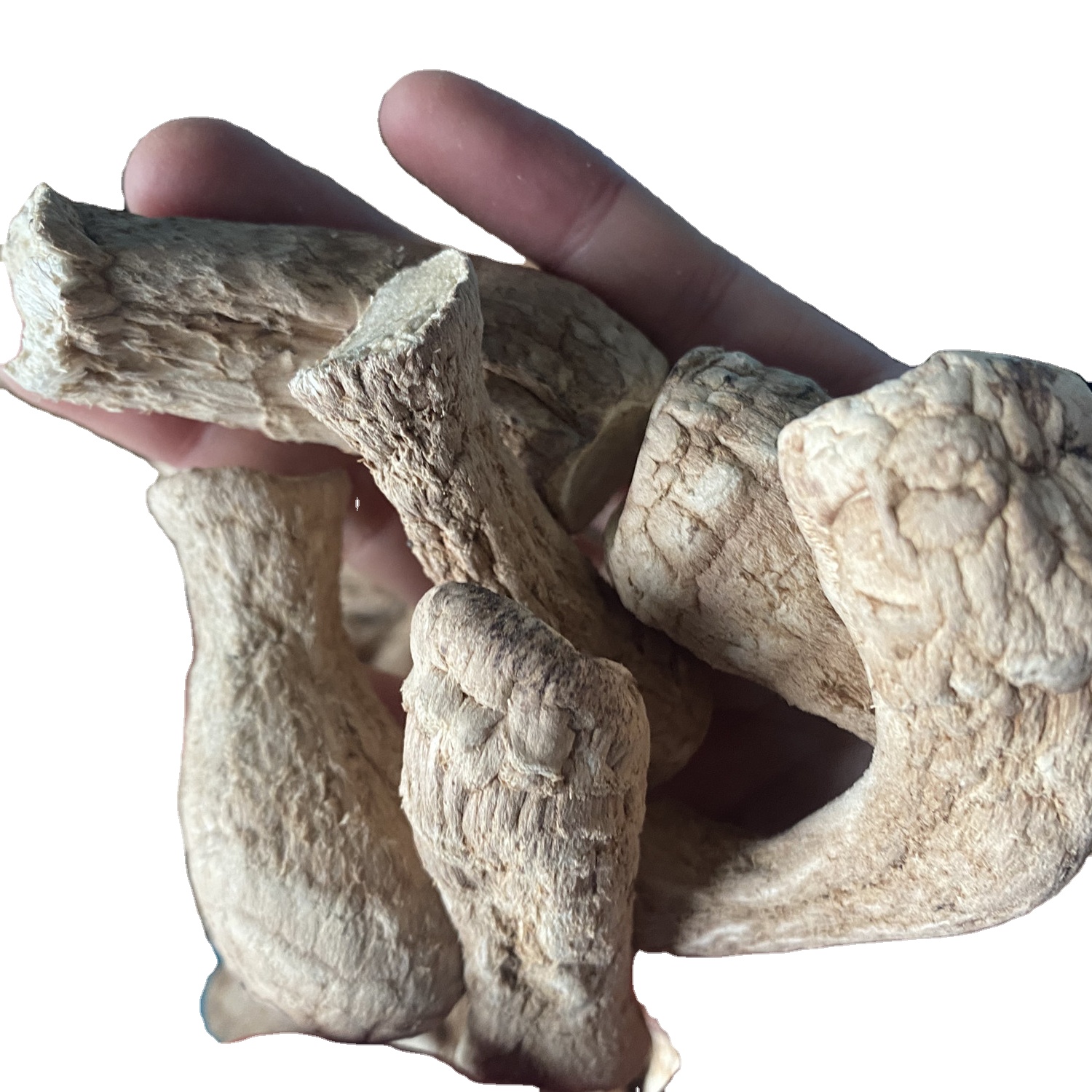 Mushrooms Bulk Champignon Shiitake Stem for Dried Shiitake Mushroom