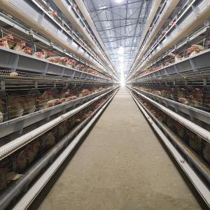 Quality Poultry Farm Battery Layer Automatic Chicken Cage 4 Tiers 5000 Birds Egg Laying wholesale