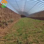 Traditional Film Solar Greenhouse Large and Durable for Vegetable Cultivation