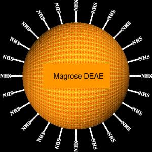Quality Agarose DEAE Protein Purification Magbeads 30-150 μm, 10% Volume Ratio, 100 mL wholesale