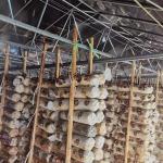 Medical Planting Steel Frame Greenhouse Plastic Cover For Mushroom