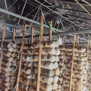 Quality Black Shade Net Tunnel Film Mushroom Single Span Greenhouse Agricultural wholesale