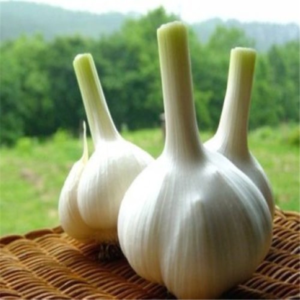 Factory Supply Origanic Fresh Garlic Extract Allicin 1 % Alliin 2 %