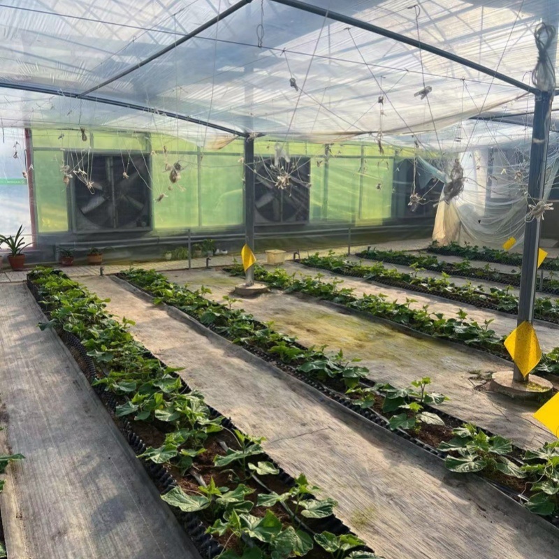 Multi-Span Tunnel Po Film Greenhouse