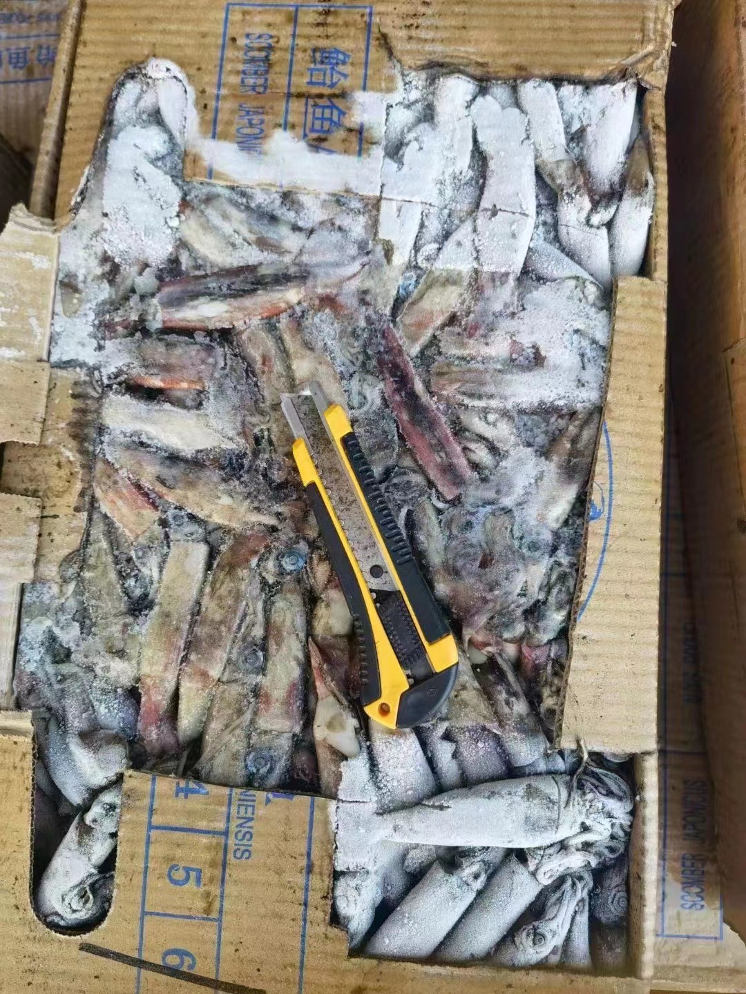 Whole Round Good Color BQF Frozen Indian Squid 100g Down