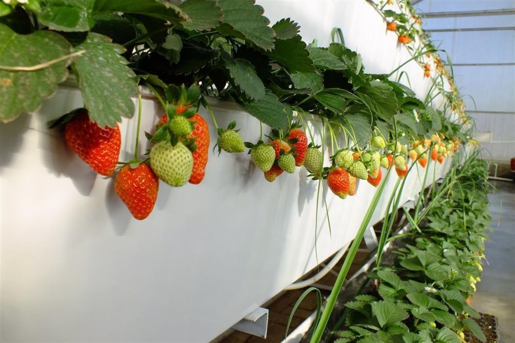 Temperature Commercial Film Greenhouse with Hydroponics