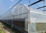 Hot Galvanized Frame Dome Lettuces Plastic Cover Greenhouse
