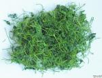 Gypenoside≥ 20%, 80%,95%,98% Gynostemma Pentaphyllum Extract --gynostemma