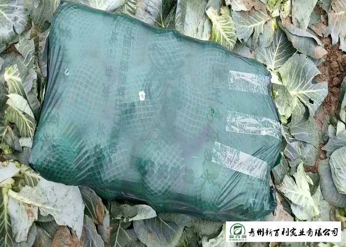 Big Size Late Flat Dutch Cabbage No Slight Crack Growing Without Pollution