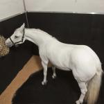 Duplex Mats Stable Wall Mats Horse Stall Wall Padding 18mm Thickness