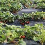Irrigation System Sunlight Greenhouse for Vegetable US Currency and Temporary