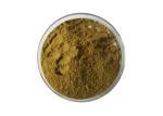 Pharmaceutical Grade Ginkgo Biloba Extract Powder For Health Care