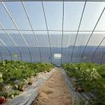 Commercial Aquaponics Greenhouse for Sunlight Sparay Irrigation Vegetable