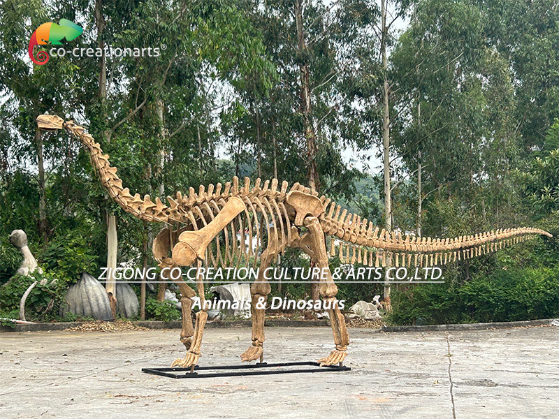 Authentic Personalized Dinosaur Skeleton Model For Outdoor Decoration Shunosaurus Skeleton Replicas