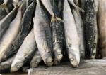 Purse Seine Catch Seafrozen 90g 100g Round Scad Fish