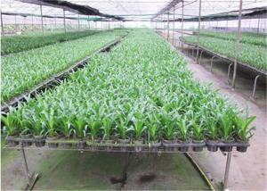 Quality Seedbed System Greenhouse Rolling Benches For Multi Span Agricultural Greenhouse wholesale