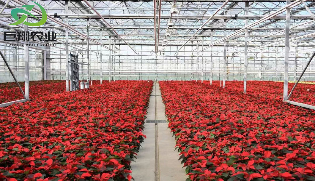 Cheap Multi-Span/Single Span Commercial Tunnel Plastic Film Glass Polycarbonate Farm Agriculture Greenhouse with Seedbed Hydroponic for Tomato Strawberry