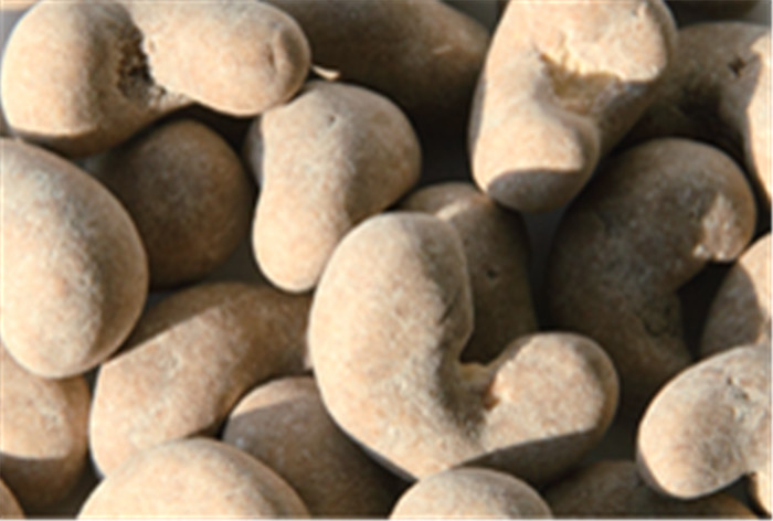 Lucid Ganoderma Cashew Nuts Healthy Snack Safe Raw Ingredient Free From Frying