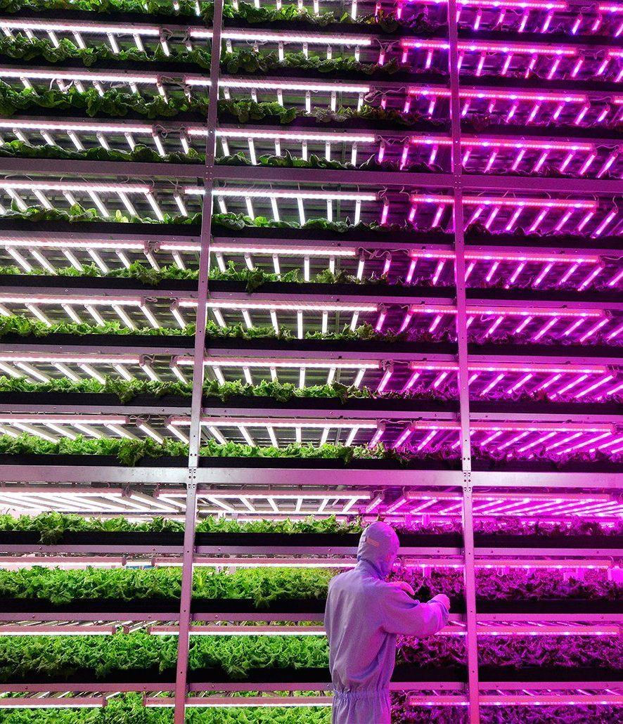 Hydroponic Vertical Farming Container System 40FT Container Farm Greenhouse