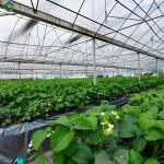 Multi Span Large Tunnel Greenhouse Strawberry Growing Automatic Greenhouse