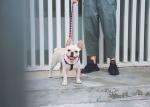 3 Ft 4 Ft 6ft Reflective Dog Lead Leash Purple Training Running Safety Durable