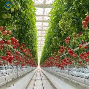 Quality Customized Commercial Tomato Greenhouse Multi Span Greenhouse Plants Growing wholesale