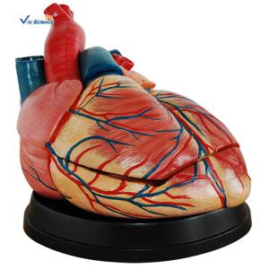 Quality Eco - Friendly PVC Jumbo Heart Model Life Size Human Organ Model wholesale