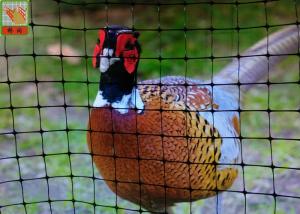 Quality Pheasant Fence Net, Plastic Poultry Netting, Chicken Netting Fence, Eco Friendly, Black Color wholesale