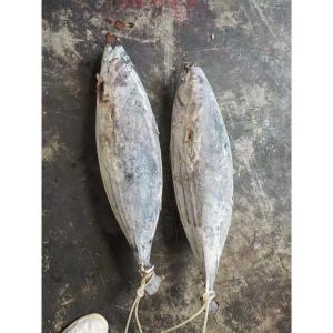 Quality Purse Seine Catch 4kg Up Frozen Skipjack Whole Round Tuna Fish For Canned Use wholesale