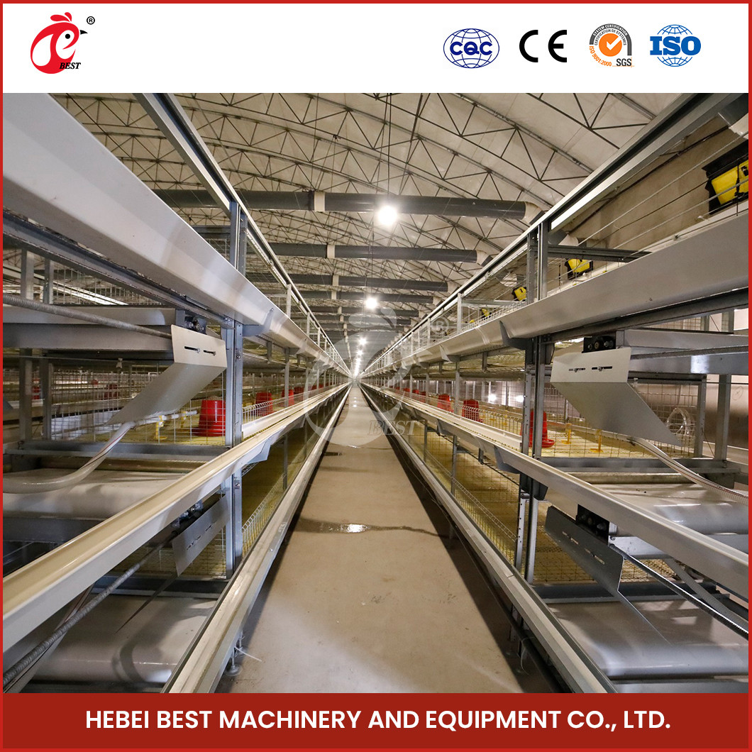 ISO14001 Certified Automatic Broiler Chicken Cage System 25 Years Long Lifespan Star