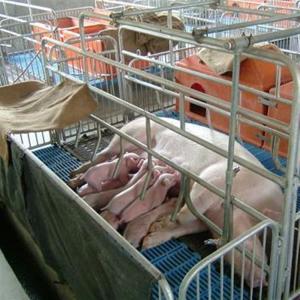 Quality SS304 Trough Farm Poultry Equipment Adjustable Position Anti - Corrosion wholesale