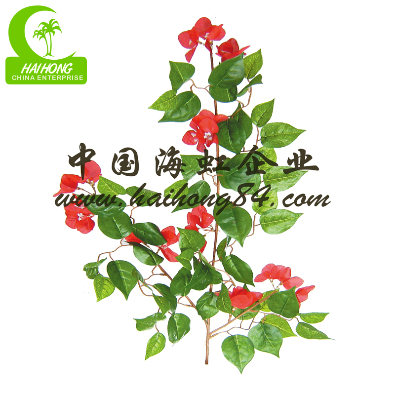 Bougainvillea tree