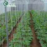Ventilation-Friendly Tomato Greenhouse with Dutch Bucket and Plastic Film