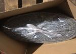 Galvanized 4 Inch SAE1008 SAE1006 Annealed Bar Tie Wire
