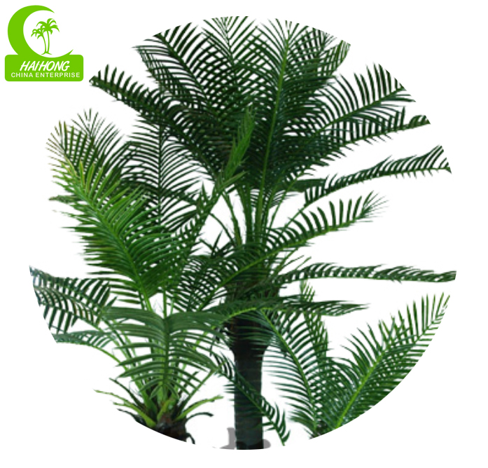 palm tree