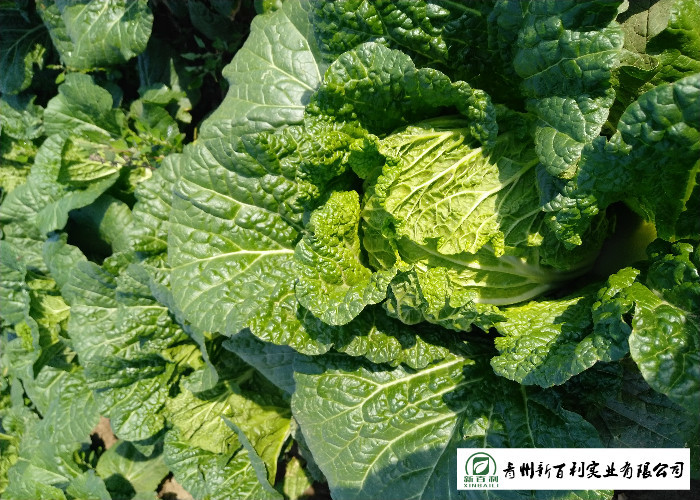 Green Chinese Celery Cabbage / Chinese Napa Cabbage Plant Standard Size