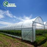 Single Span Greenhouse Mushroom Growing Equipment Covered with Transparent
