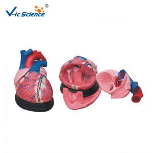 Quality VIC -307 Jumbo Heart Model Human Anatomical Model CE Certified wholesale