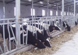 Quality Humanized Dairy Cow Headlocks , Flexible Pregnant Cattle Head Lock wholesale