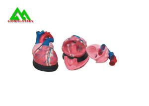 Quality Plastic Human Anatomical Heart Model Life Size For Medical Students wholesale